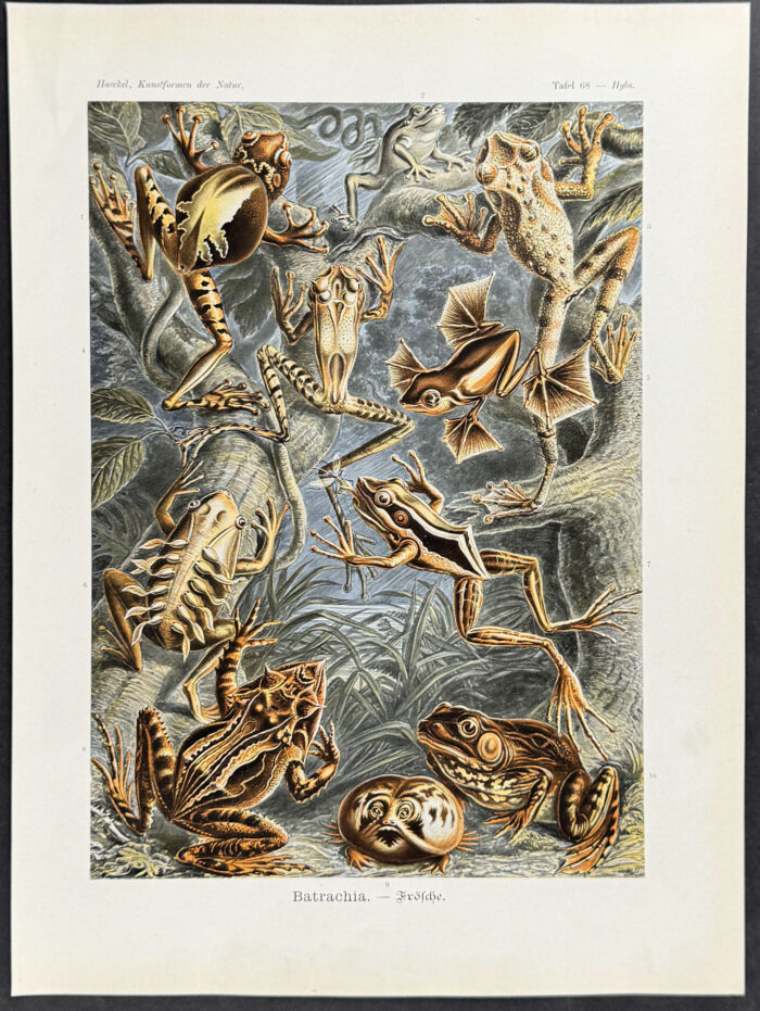 Frog or Toad Life Cycle; Batrachia