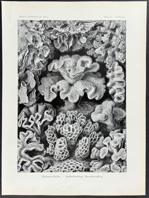 Coral; Hexacoralla