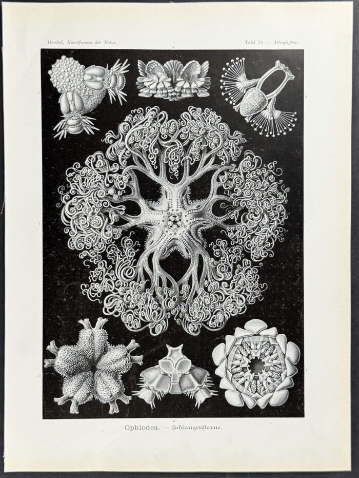 Brittle Star; Ophiodea