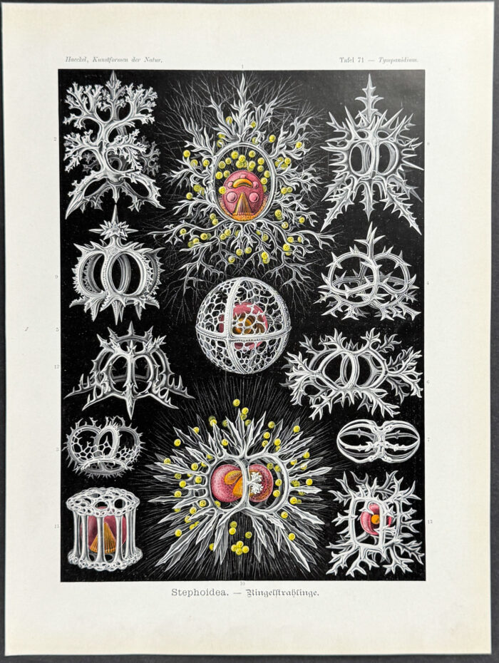 Zooplankton; Stephoidea