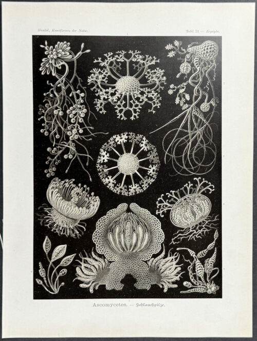 Fungi; Ascomycetes