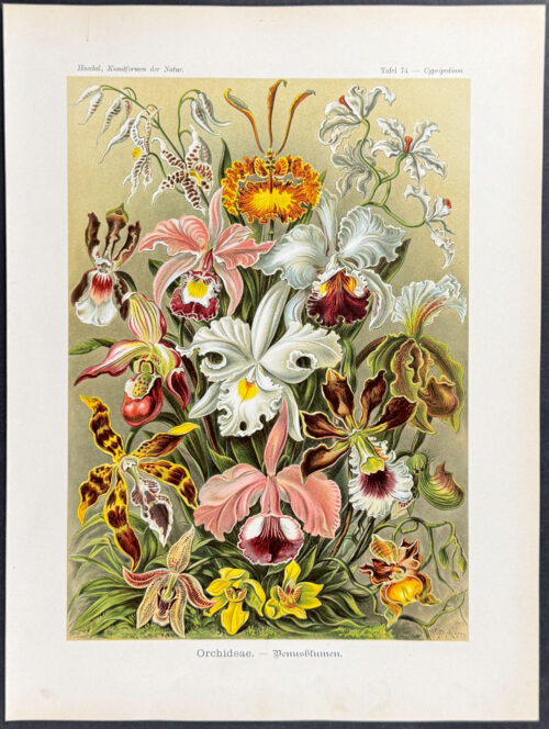 Orchids; Orchideae