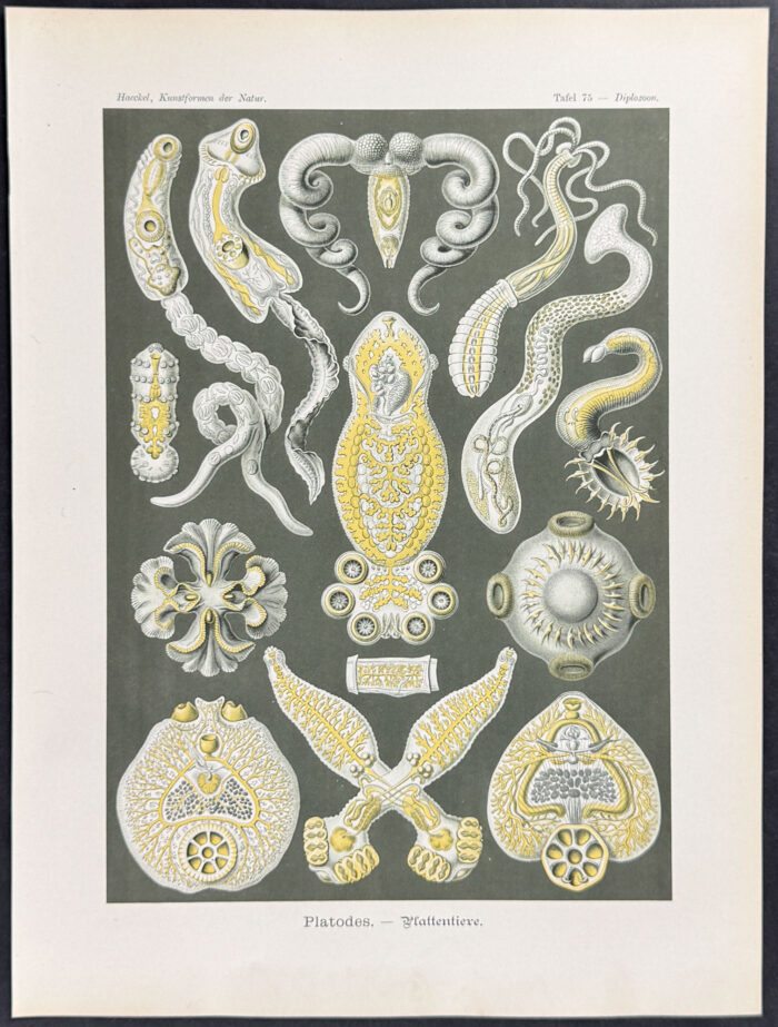 Flatworm; Platodes