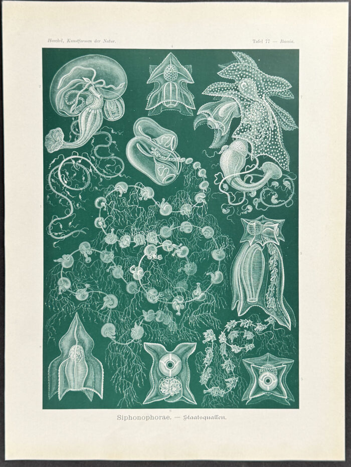 Hydrozoan; Siphonophorae