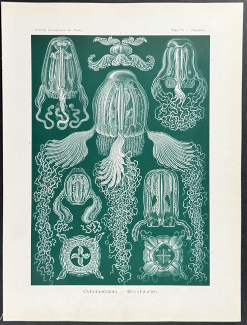 Box Jellyfish; Cubomedusae