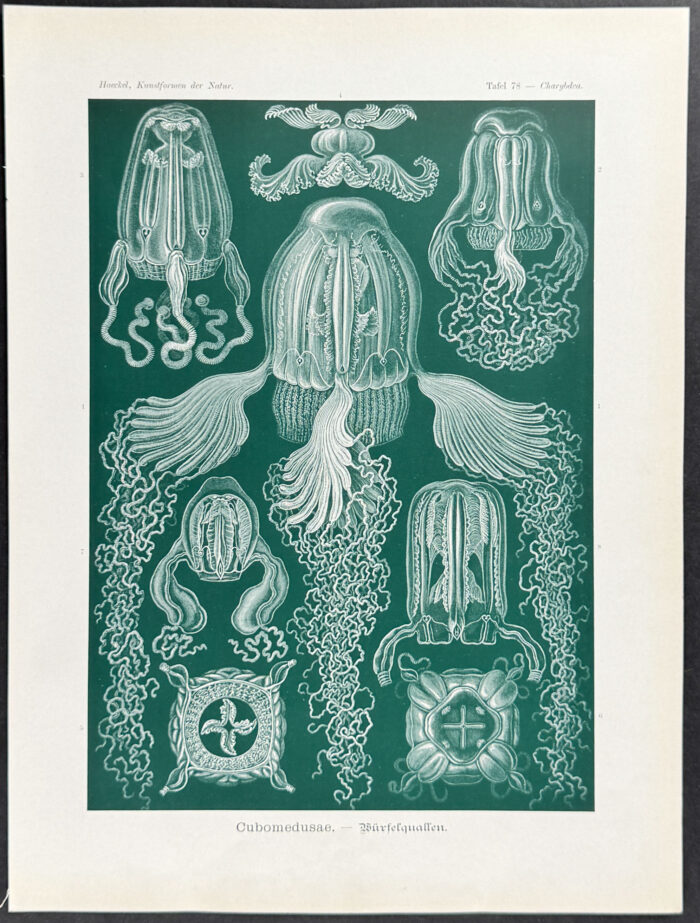 Box Jellyfish; Cubomedusae