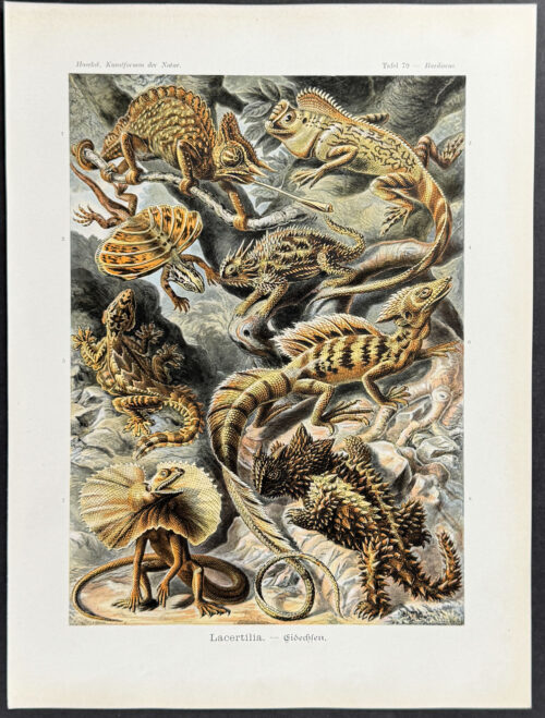 Lizards; Lacertilia