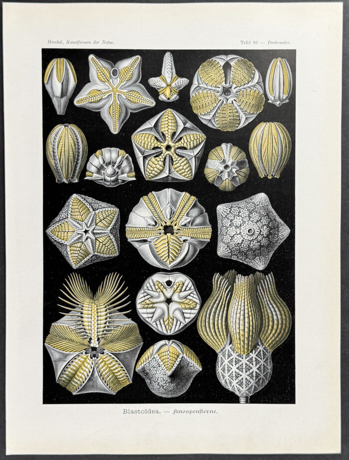 Extinct Stemmed Echinoderm or Sea Bud; Blastoidea