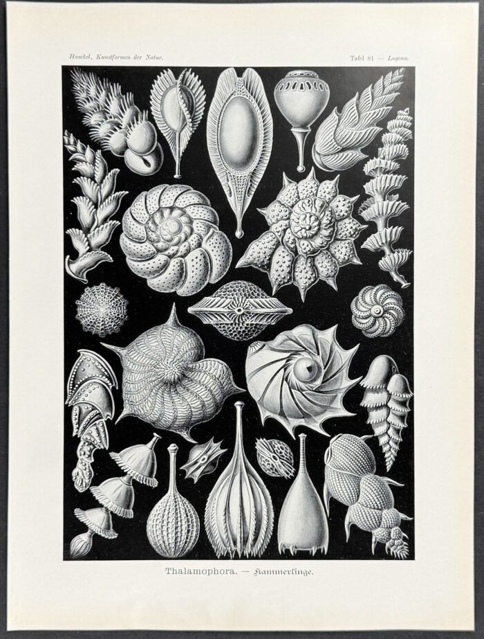 Rhizopod; Thalamophora