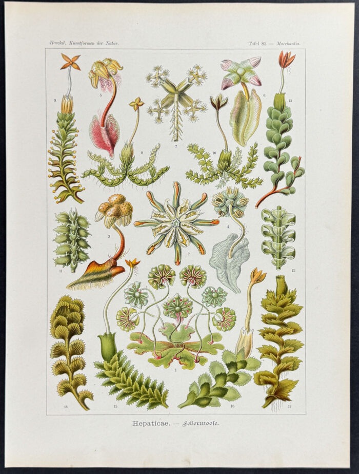 Liverwort; Hepaticae