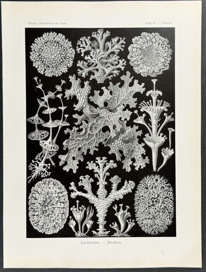 Lichen; Lichenes
