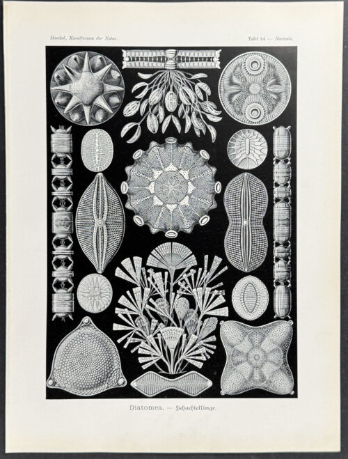 Algae; Diatomea