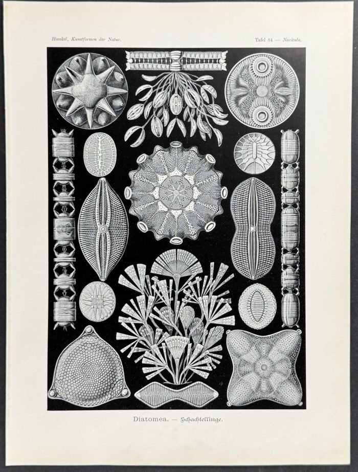 Algae; Diatomea