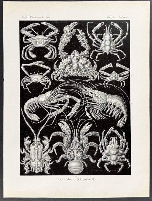 Crustaceans; Decapoda