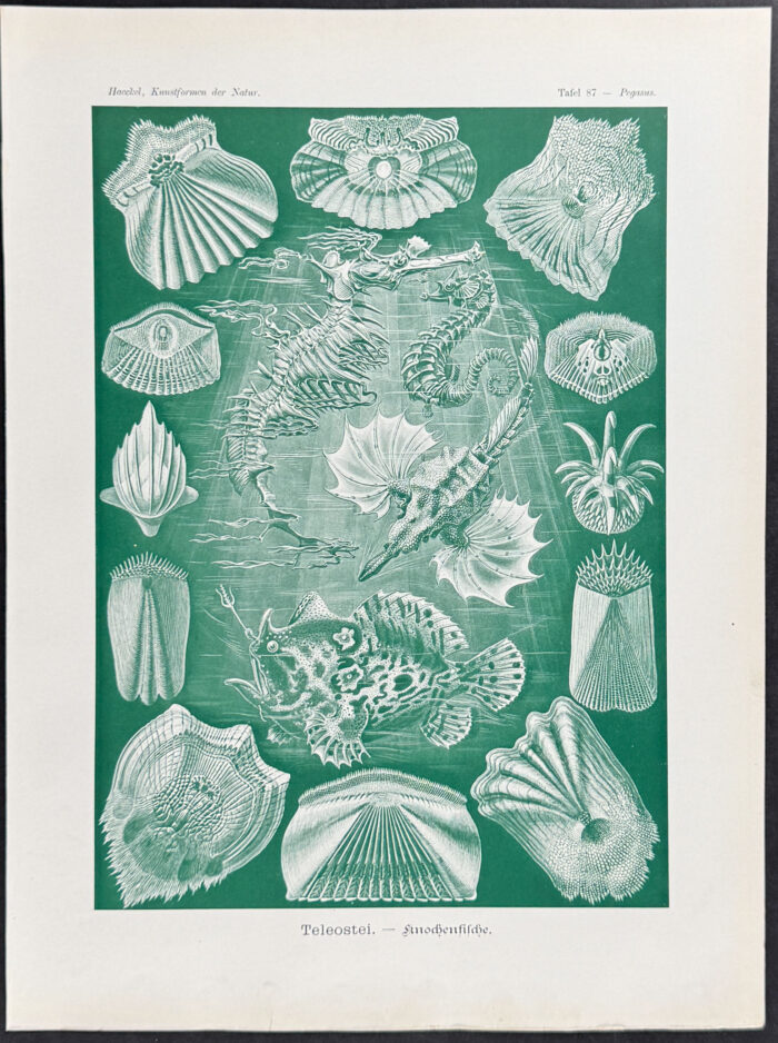 Seahorse, Fish; Teleostei