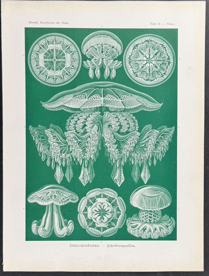 Jellyfish; Discomedusae