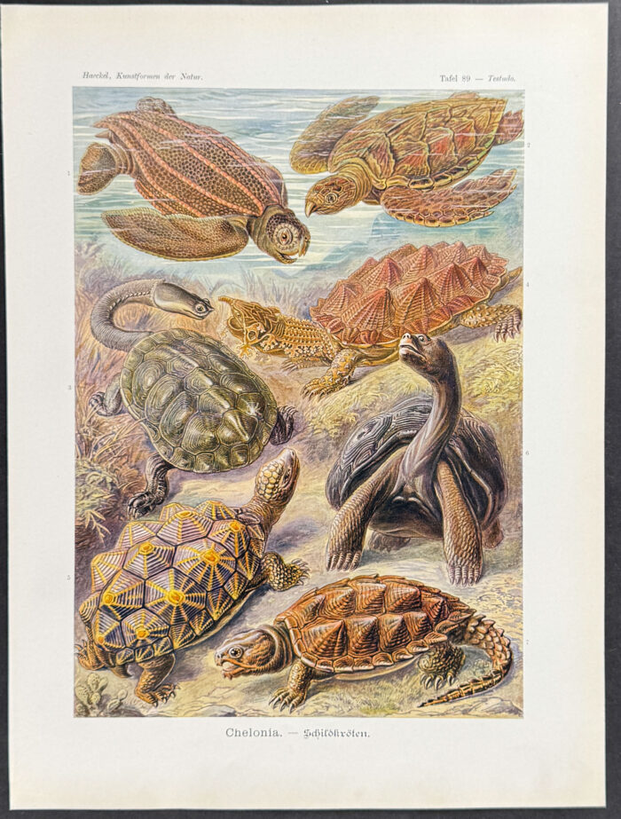 Turtles; Chelonia
