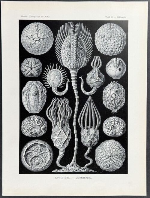 Crinozoan Echinoderms; Cystoidea