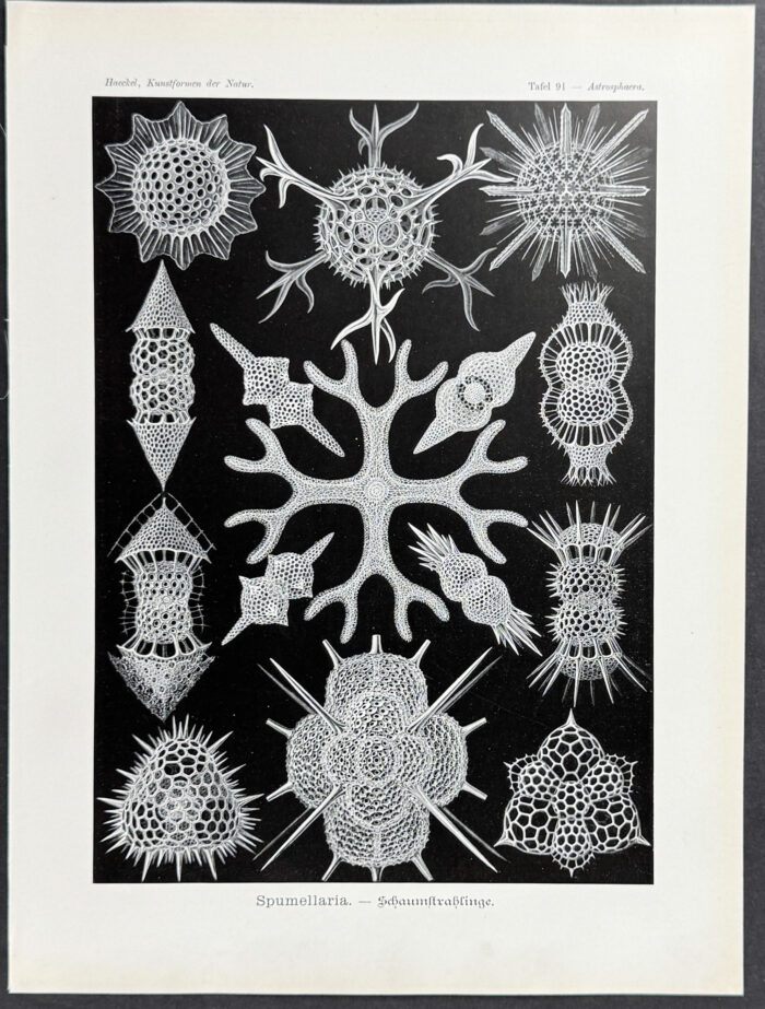 Radiolarian; Spumellaria