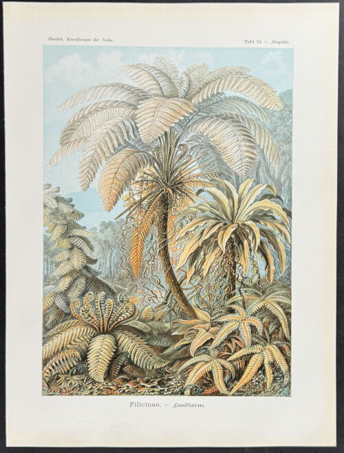 Palm Tree & Ferns; Filicinae