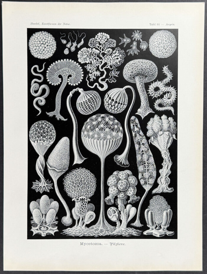 Slime Molds; Mycetozoa