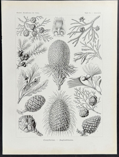 Pine Cones; Coniferae