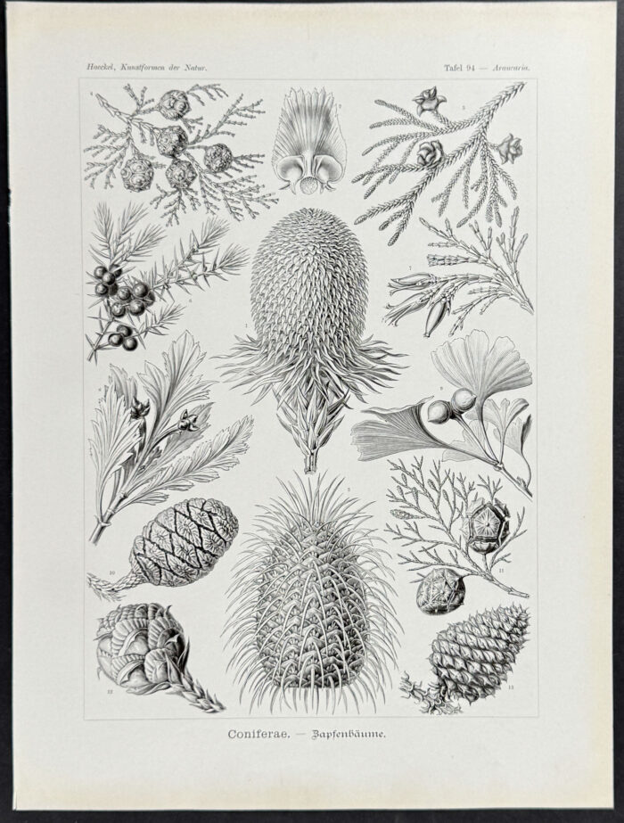 Pine Cones; Coniferae