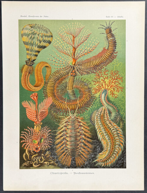 Annelid Worm; Chaetopoda