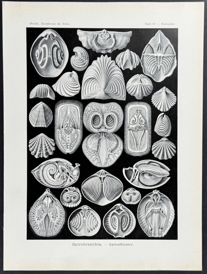 Spirobranchia