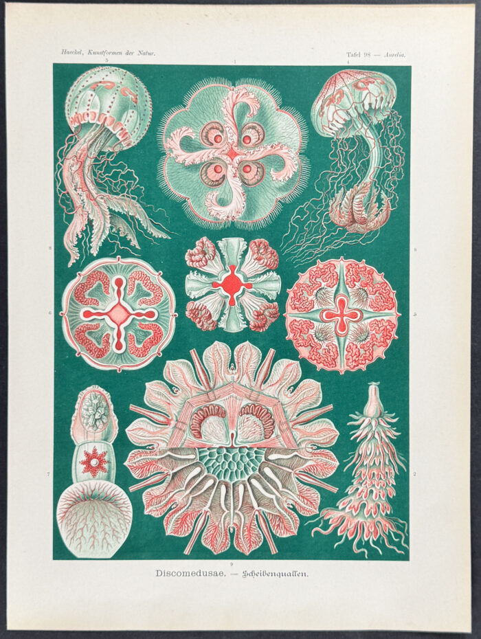 Jellyfish; Discomedusae