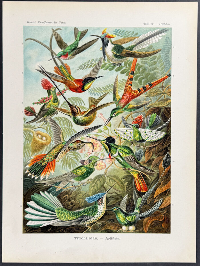 Hummingbirds; Trochilidae