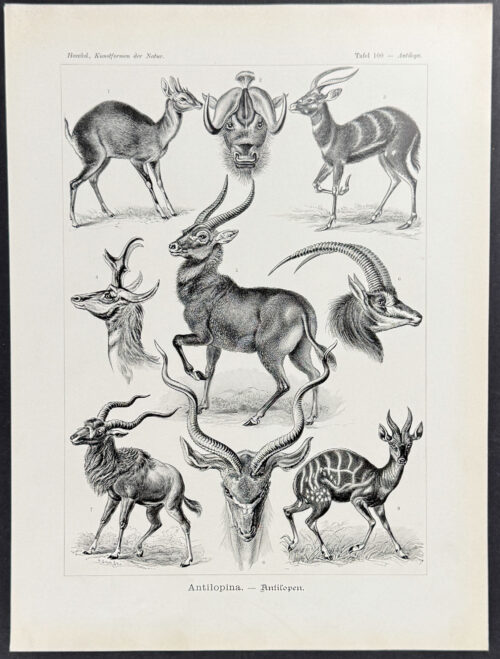 Antelope; Antilopina