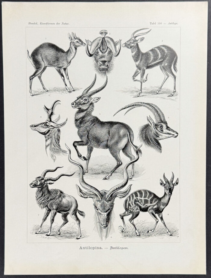Antelope; Antilopina