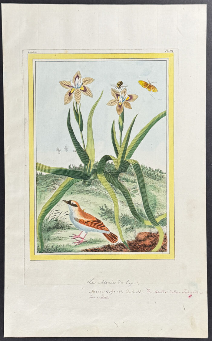 Botanical & Bird