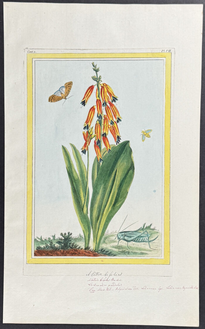 Four-colored Opal Flower, Moth, & Bee