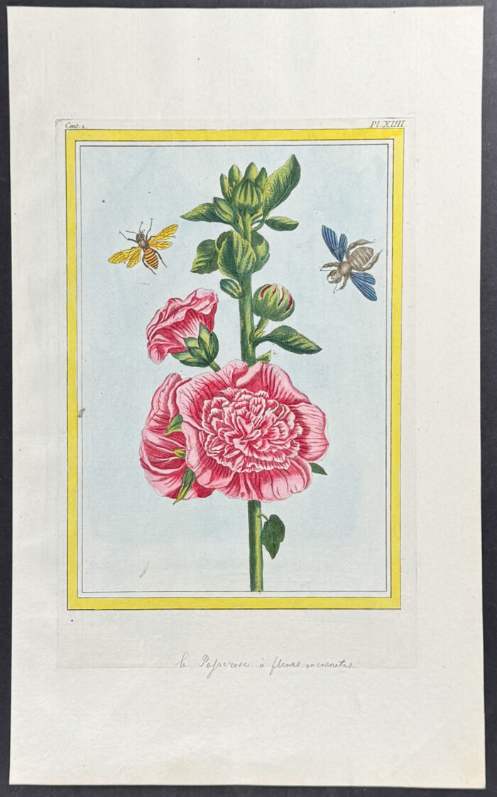 Hollyhock, Bee, & Insect