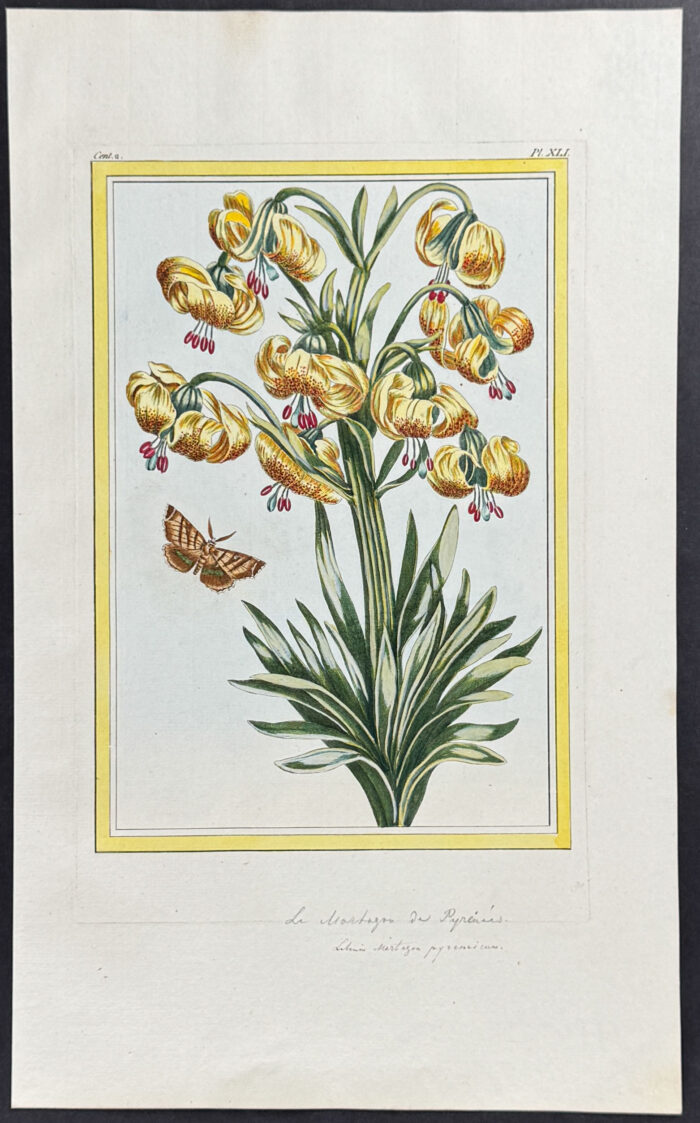 Martagon Lily & Moth