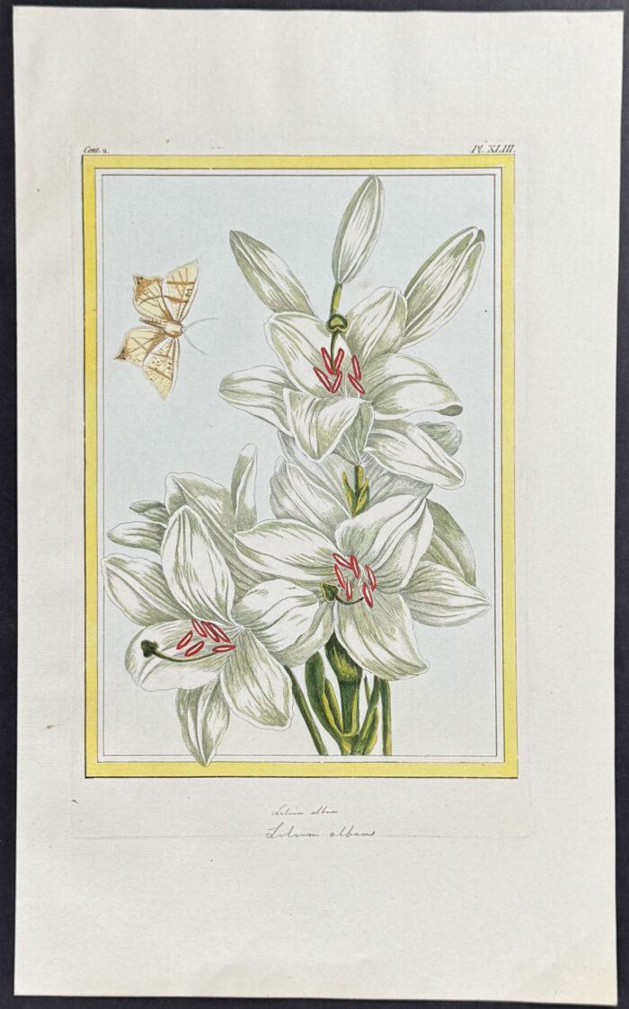 Lily & Moth