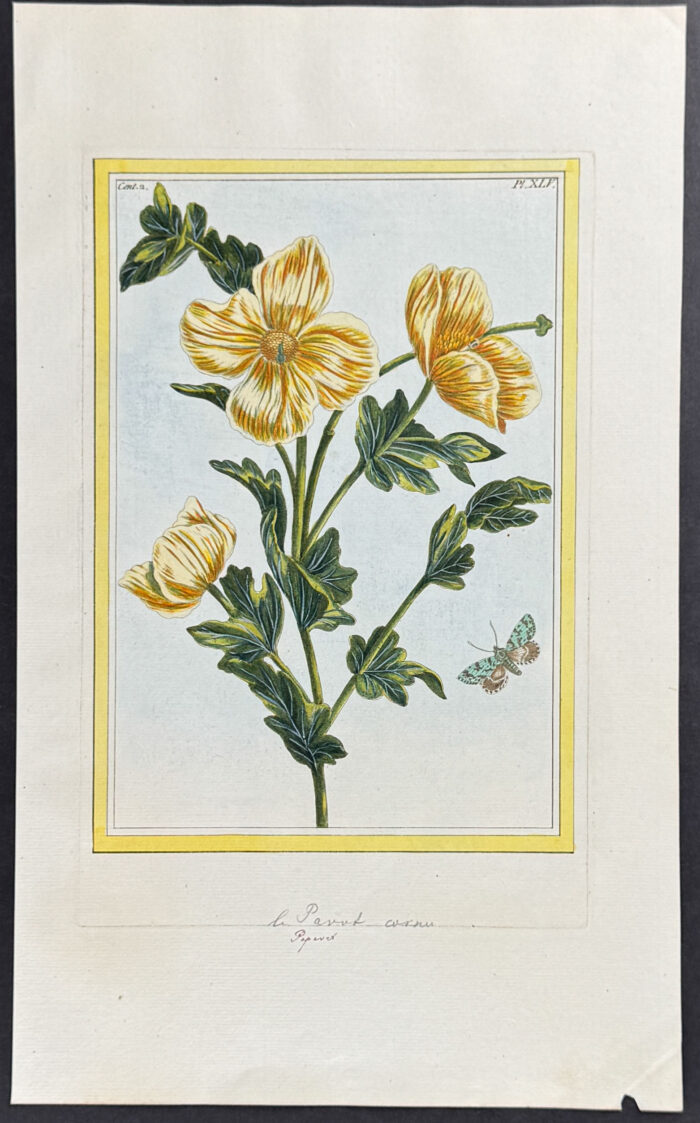 Horned Poppy