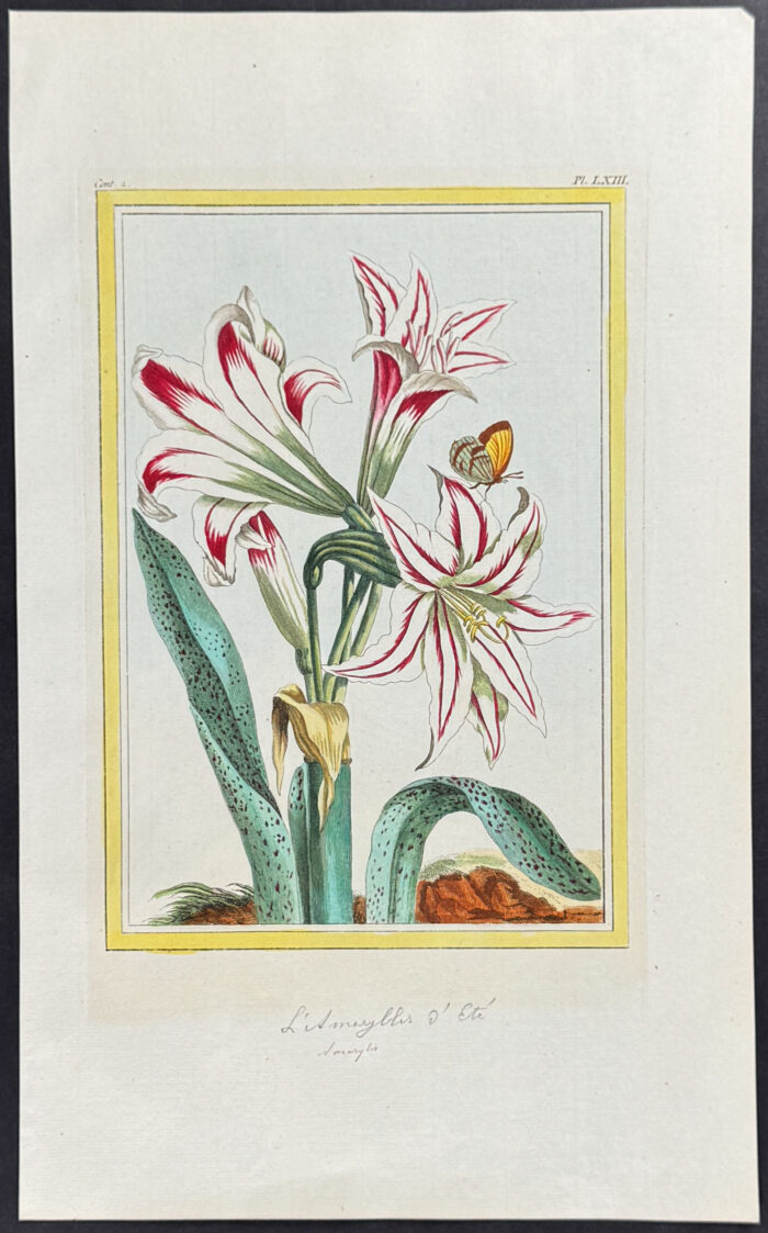 Amaryllis & Moth