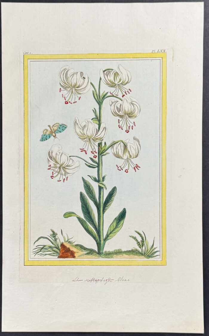 Lily & Moth