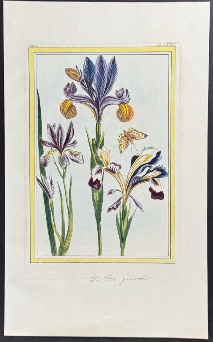 Iris & Moth