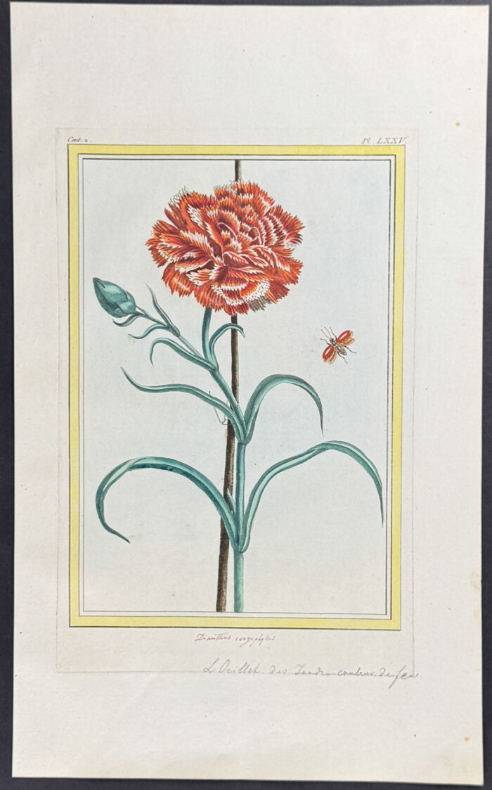 Carnation & Insect