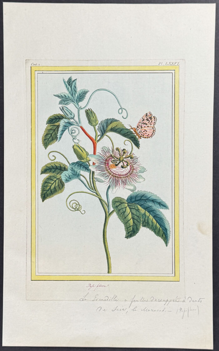 Blue Passion Flower & Moth