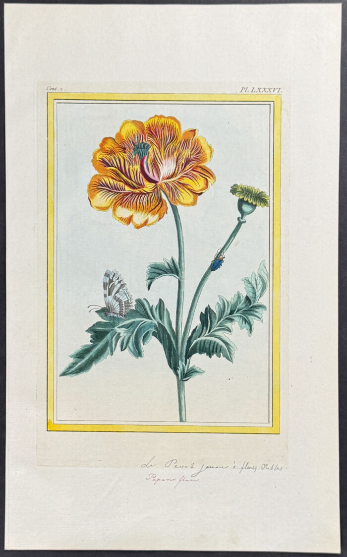 Buttercup & Butterfly