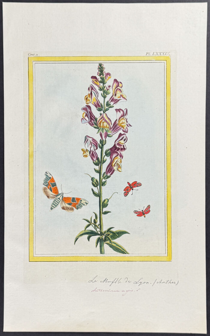 Botanical & Moths