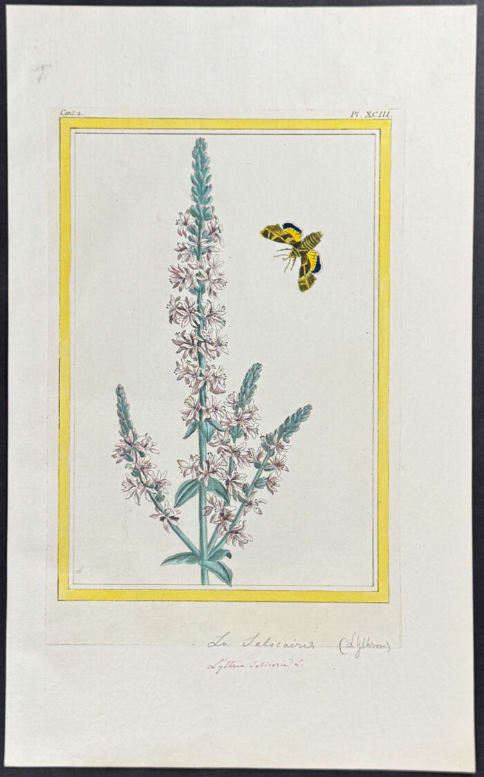 Botanical & Insects