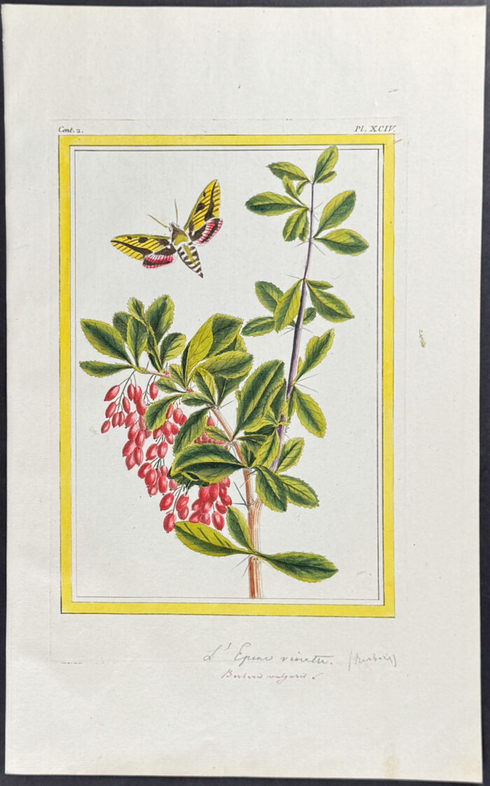 Botanical & Insect
