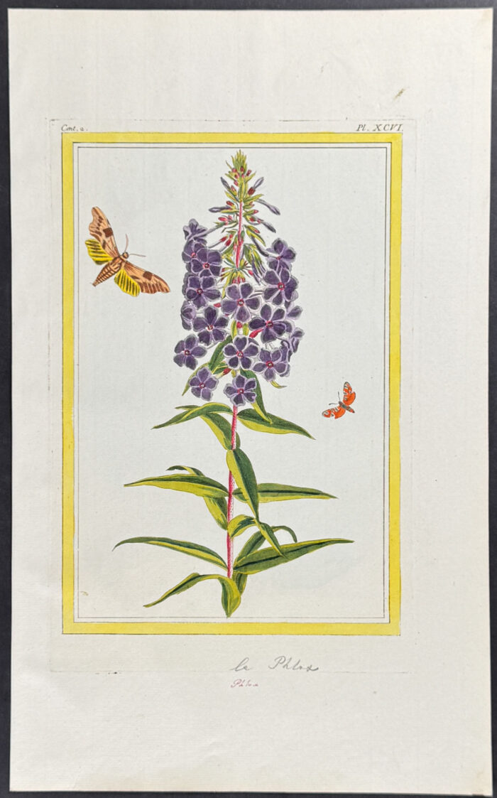 Botanical & Moth