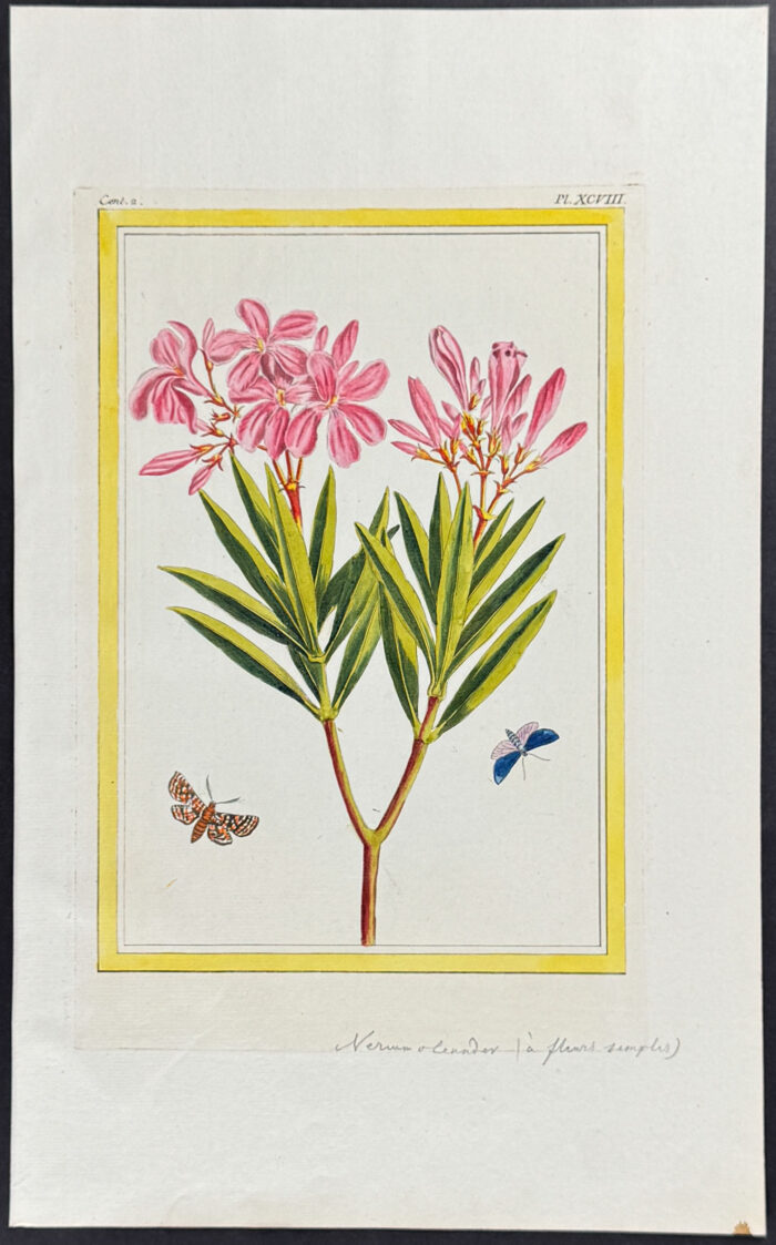 Oleander & Moths